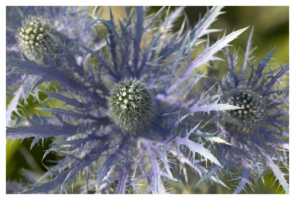 Eryngo flower-Paper Art-50"x34"