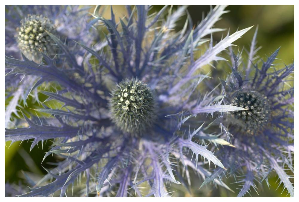 Eryngo flower-Paper Art-62"x42"