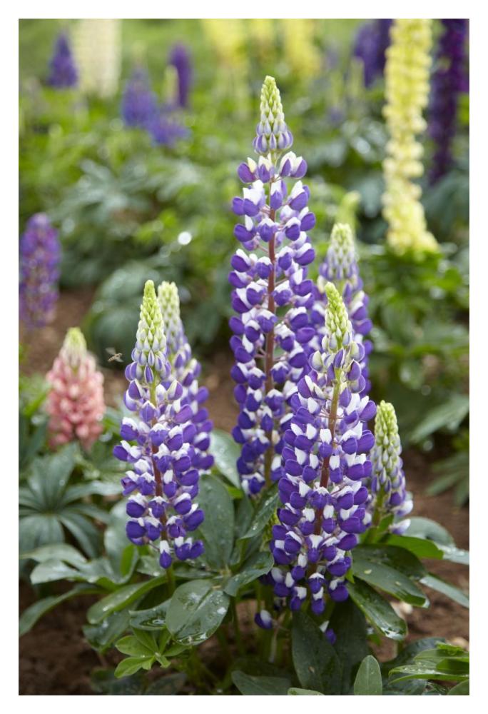 Lupine flowers-Paper Art-14"x20"