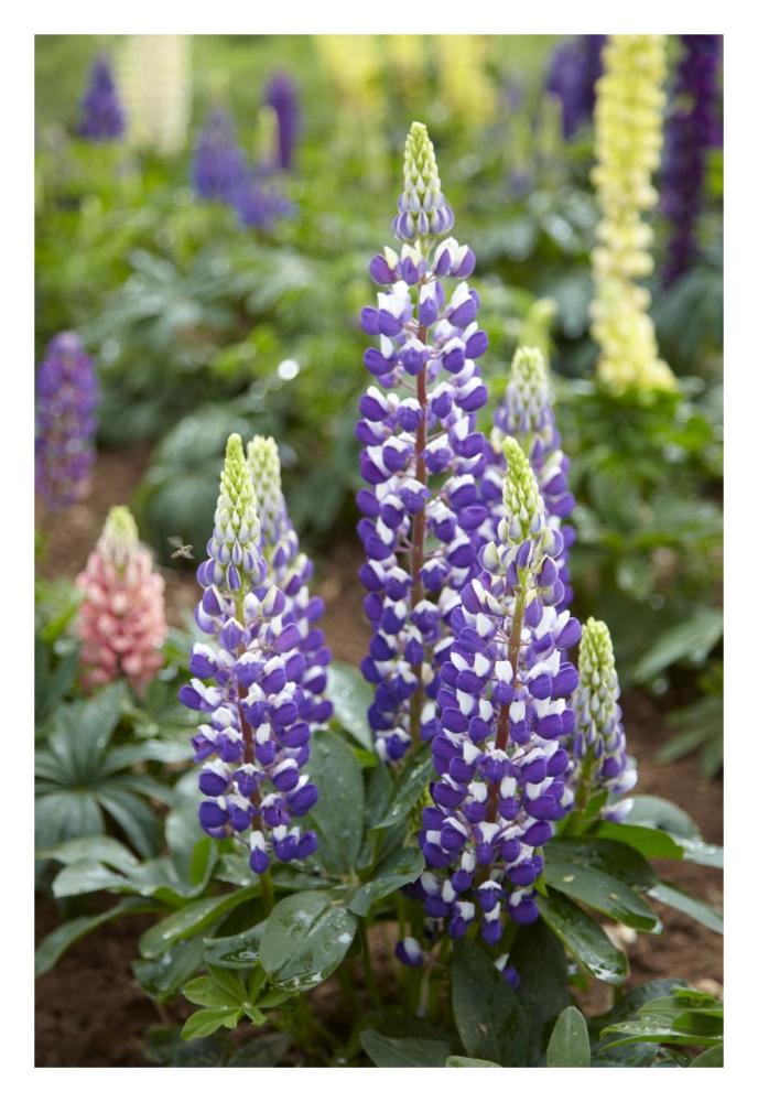 Lupine flowers-Paper Art-22"x32"