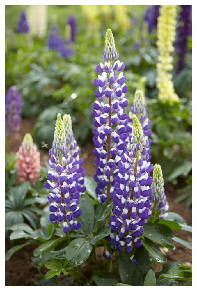 Lupine flowers-Paper Art-42"x62"