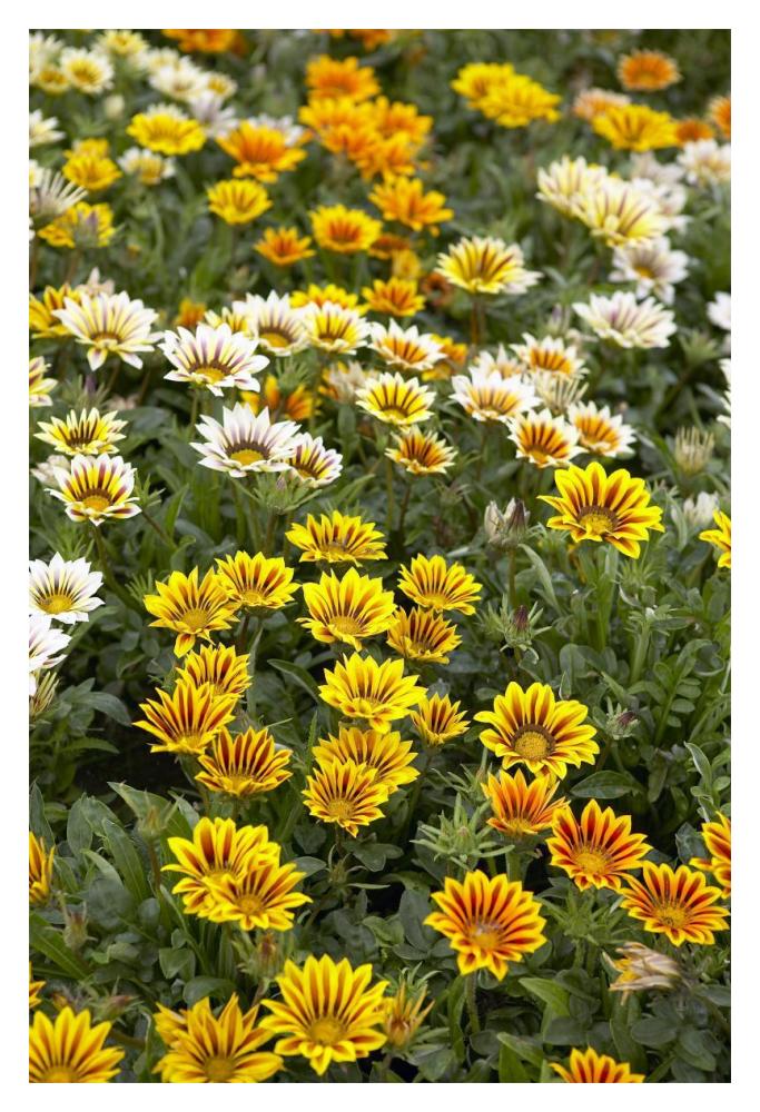 Gazania flowers-Paper Art-14"x20"