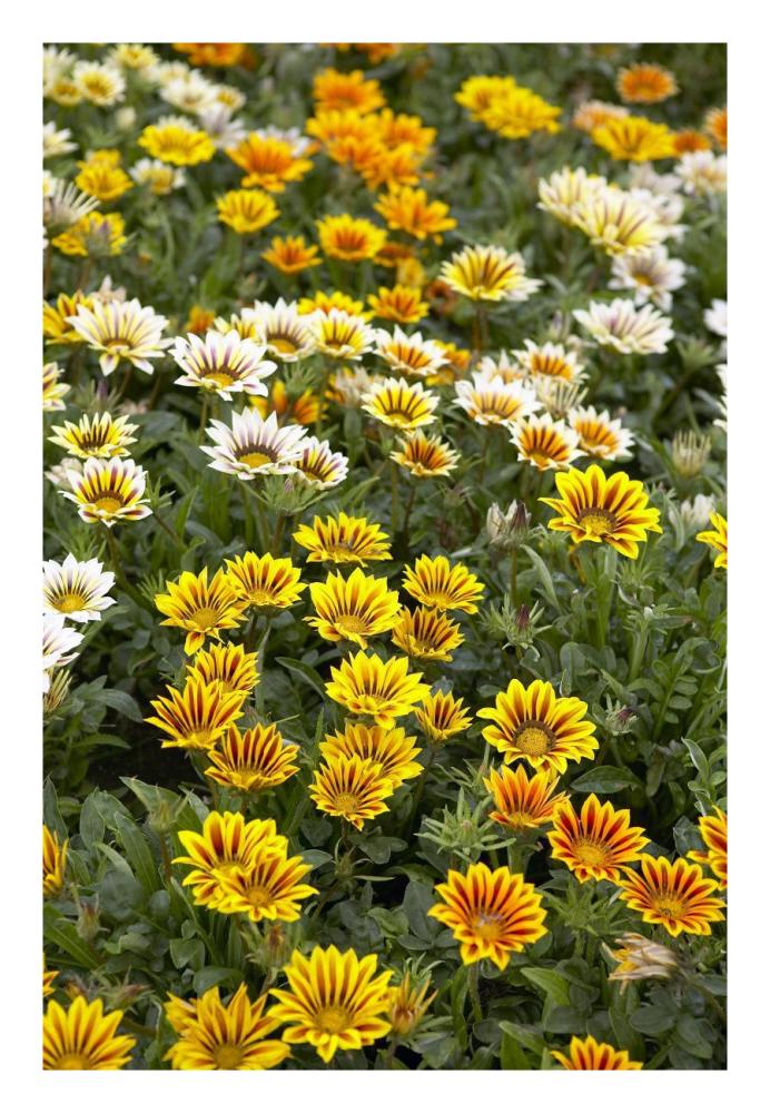 Gazania flowers-Paper Art-18"x26"