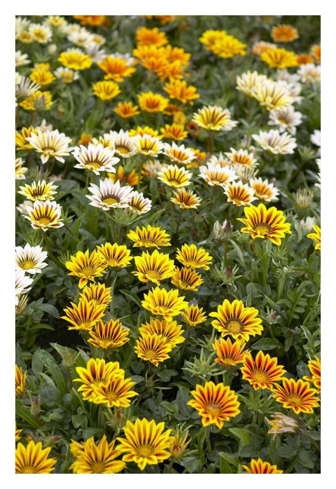 Gazania flowers-Paper Art-22"x32"