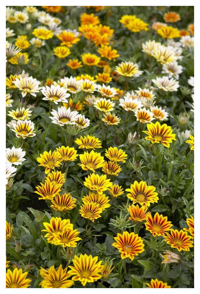Gazania flowers-Paper Art-34"x50"