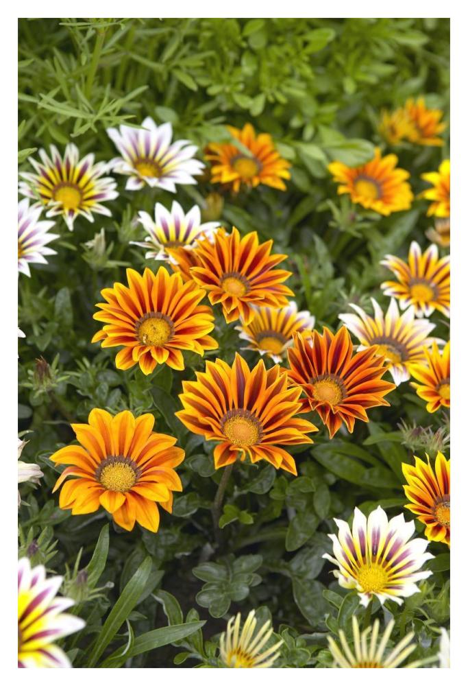 Gazania flowers-Paper Art-14"x20"