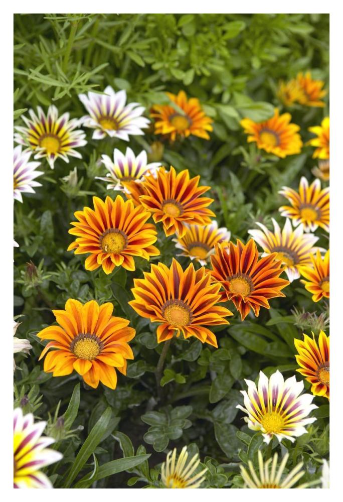 Gazania flowers-Paper Art-26"x38"