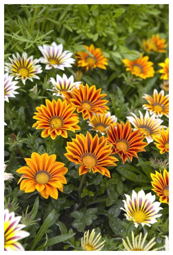 Gazania flowers-Paper Art-42"x62"