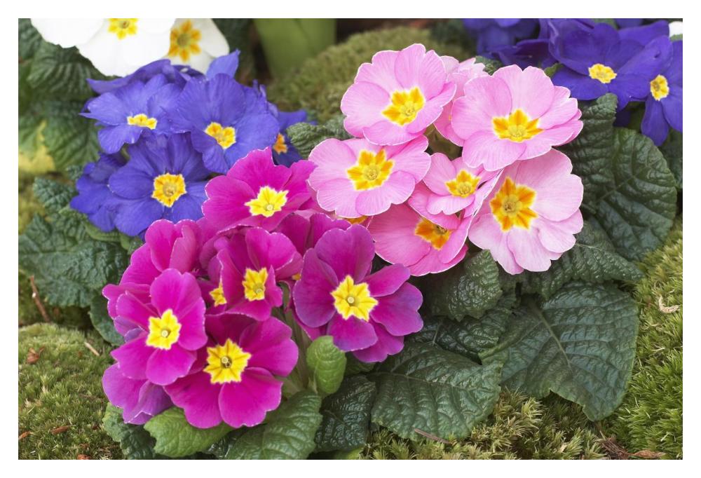 Primrose flowers-Paper Art-20"x14"