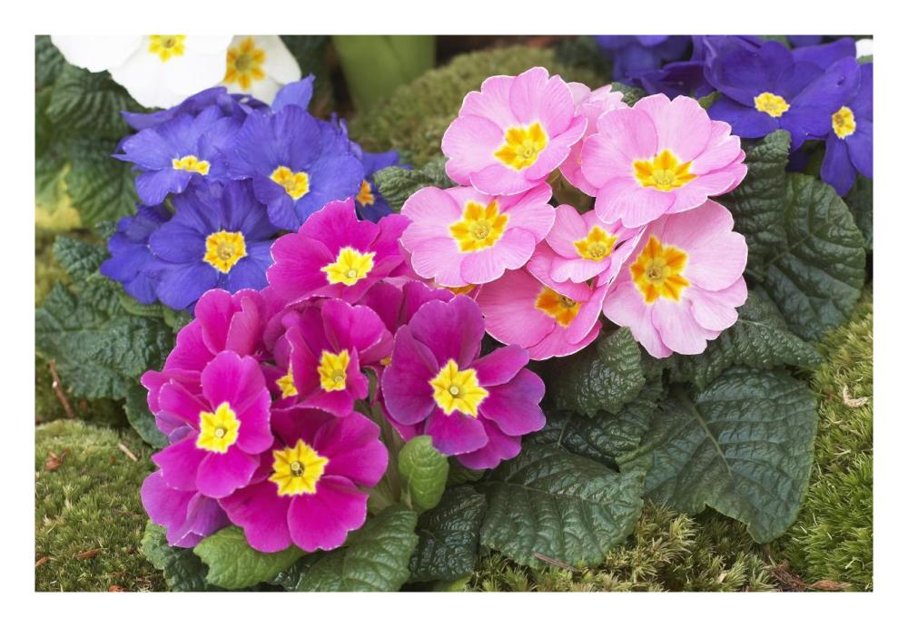 Primrose flowers-Paper Art-26"x18"