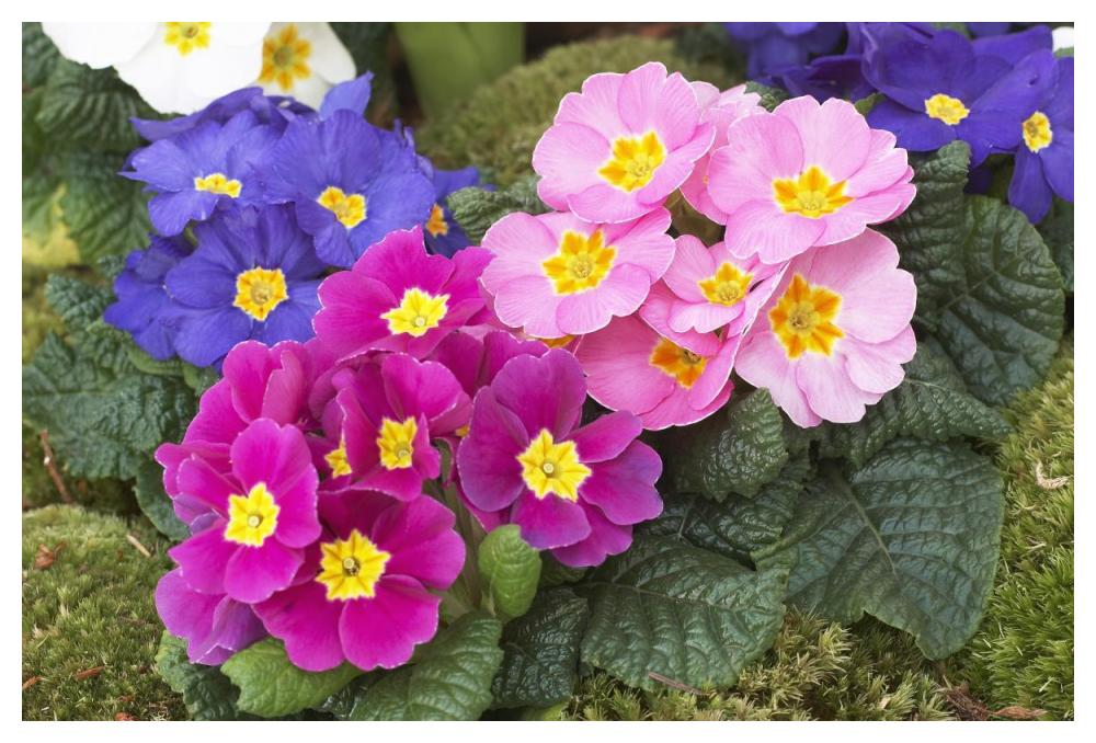 Primrose flowers-Paper Art-50"x34"
