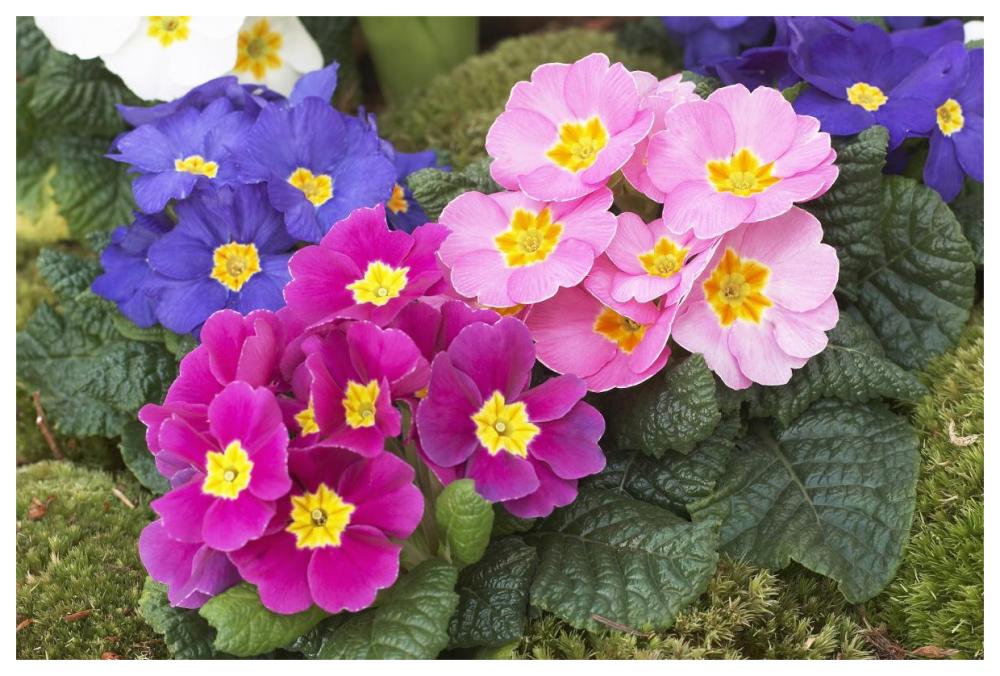 Primrose flowers-Paper Art-62"x42"