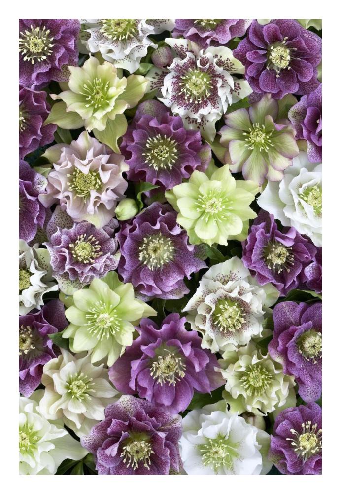 Hellebore flowers-Paper Art-18"x26"