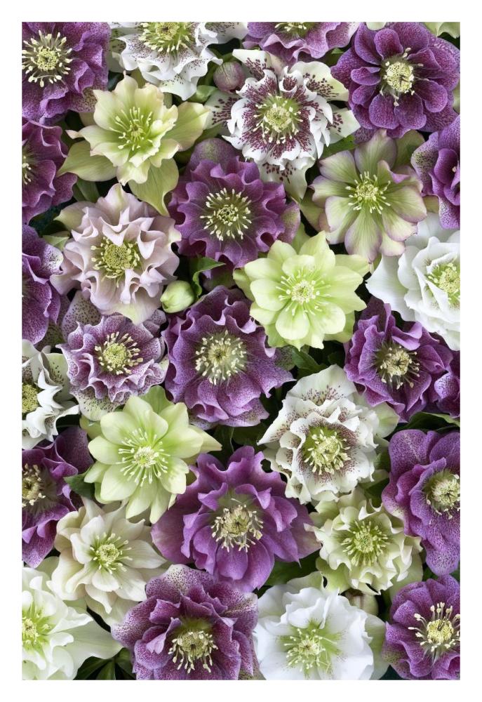 Hellebore flowers-Paper Art-22"x32"