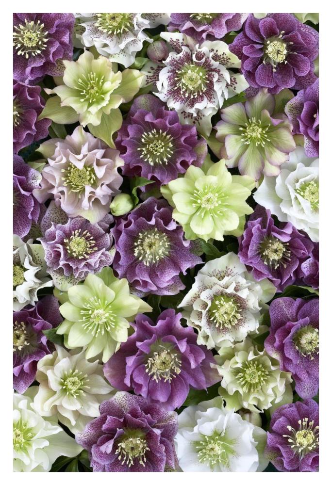 Hellebore flowers-Paper Art-26"x38"