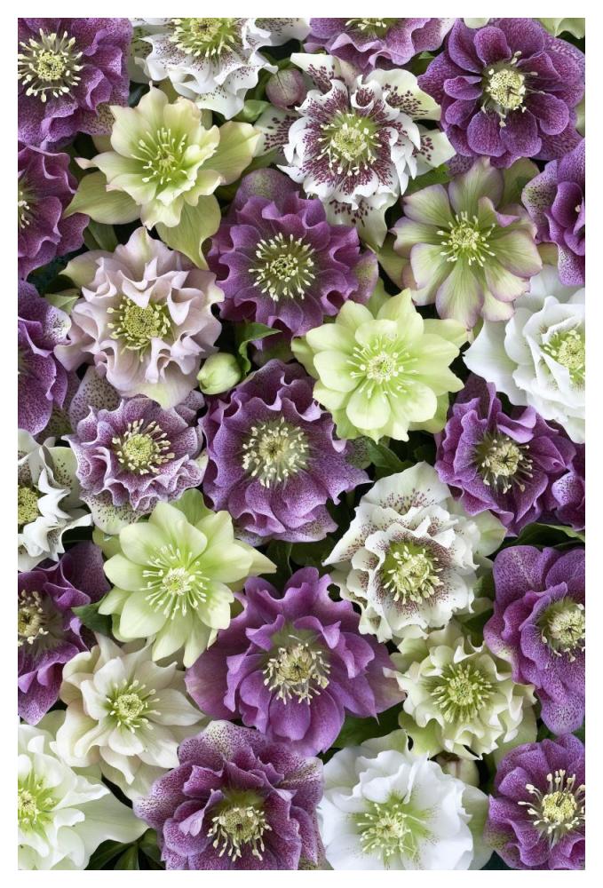 Hellebore flowers-Paper Art-34"x50"