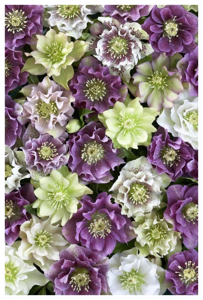 Hellebore flowers-Paper Art-42"x62"