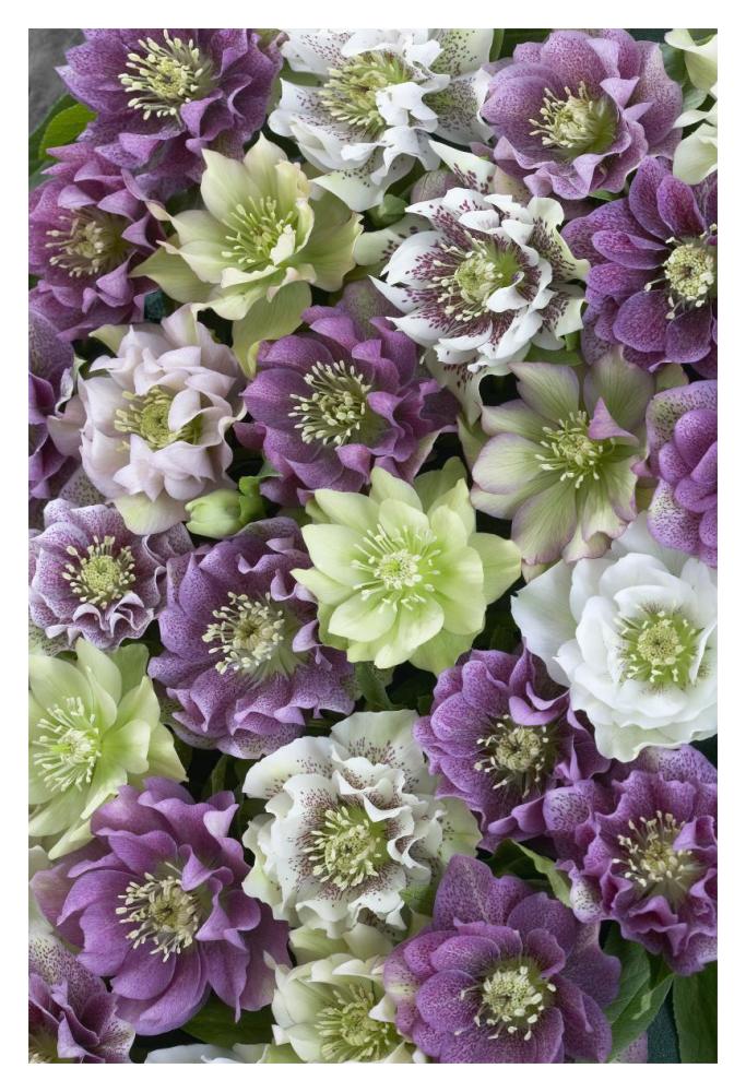 Hellebore flowers-Paper Art-14"x20"