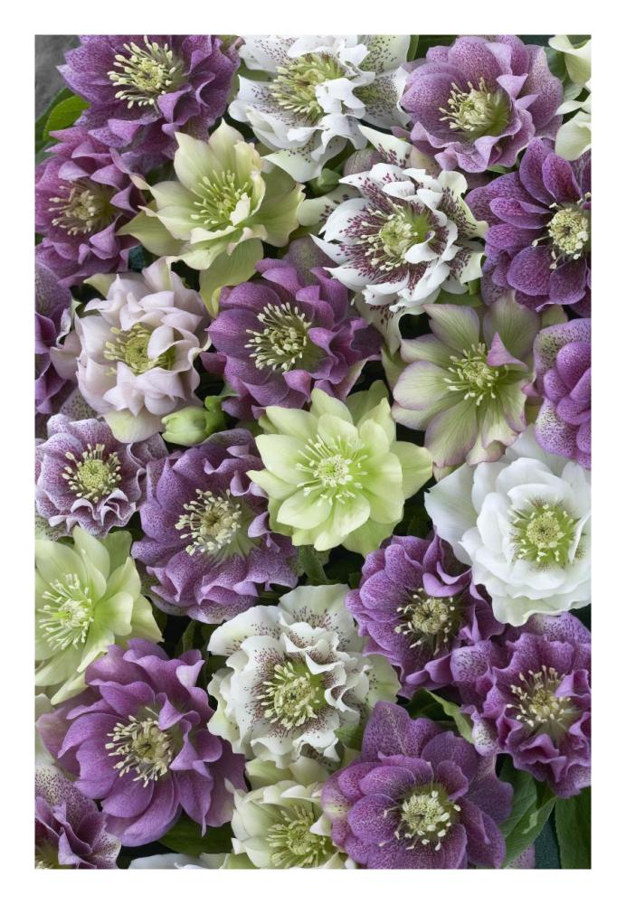 Hellebore flowers-Paper Art-18"x26"