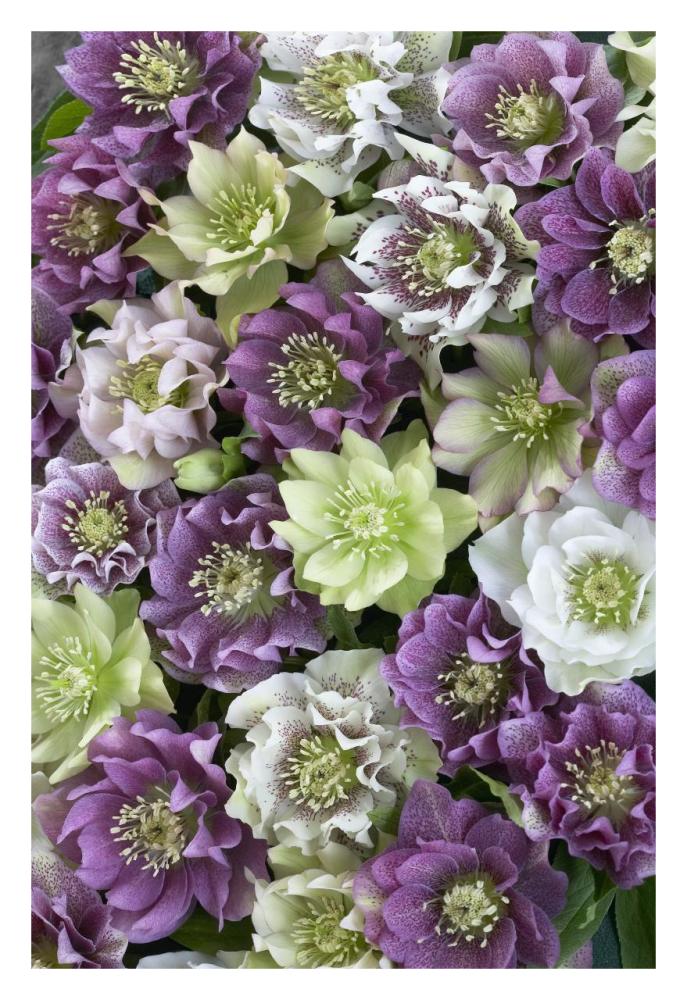 Hellebore flowers-Paper Art-22"x32"
