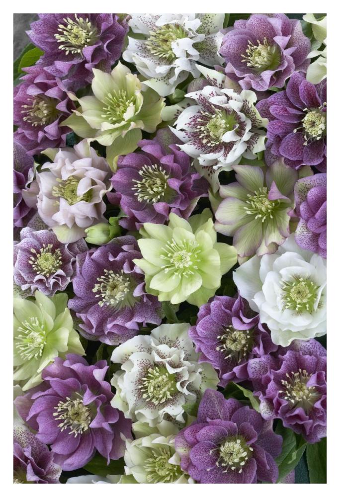 Hellebore flowers-Paper Art-26"x38"