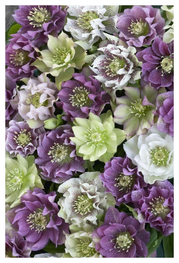 Hellebore flowers-Paper Art-34"x50"