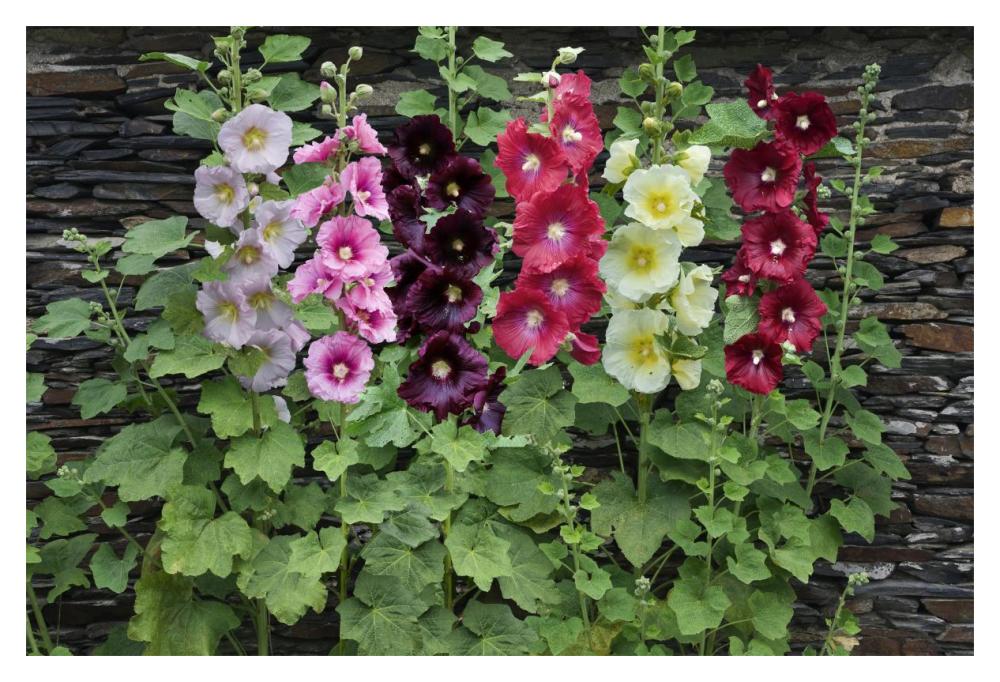 Holly Hock flowers-Paper Art-20"x14"
