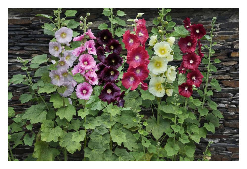 Holly Hock flowers-Paper Art-32"x22"
