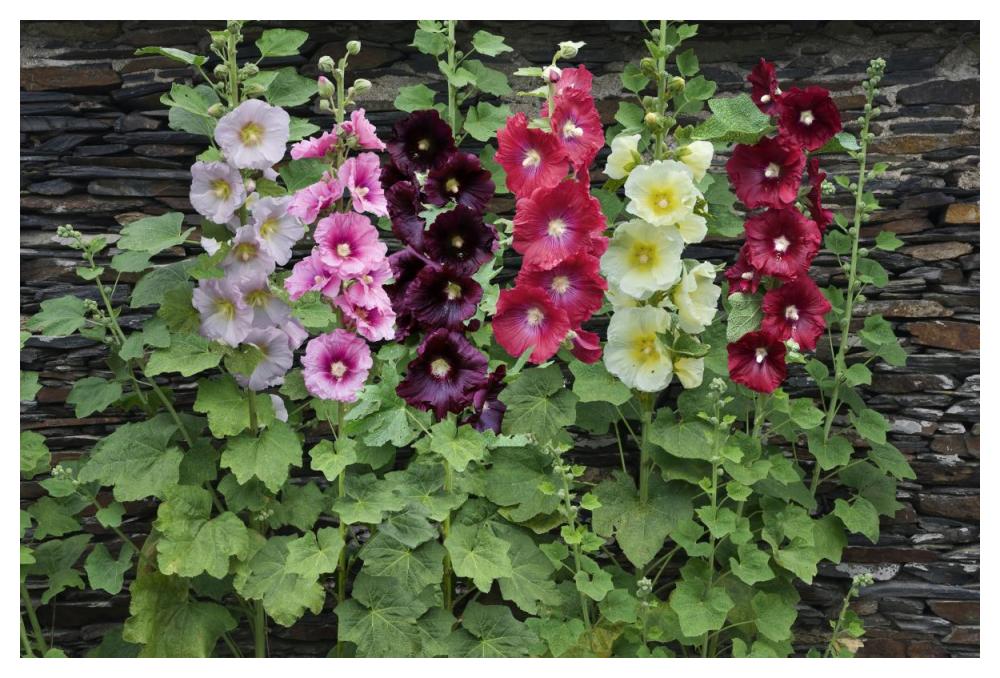 Holly Hock flowers-Paper Art-50"x34"