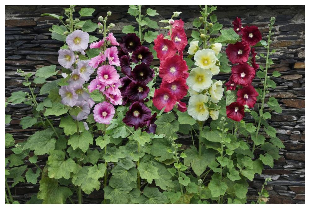 Holly Hock flowers-Paper Art-62"x42"