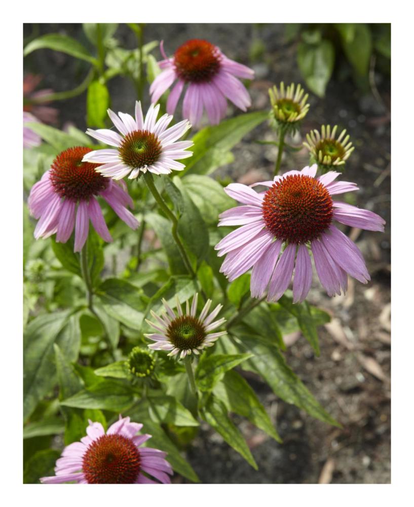 Coneflower flowers-Paper Art-18"x22"