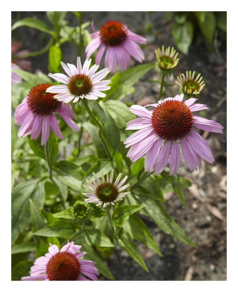 Coneflower flowers-Paper Art-22"x26"