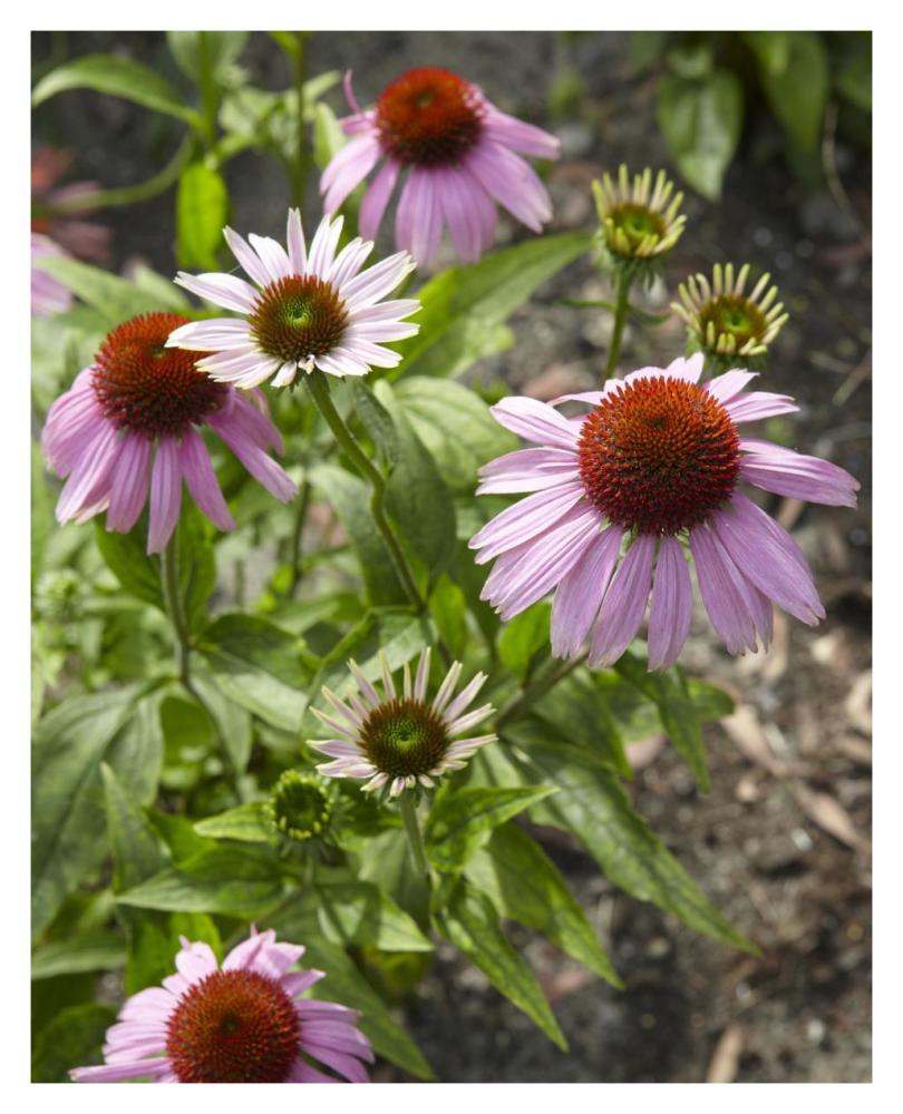 Coneflower flowers-Paper Art-30"x37"