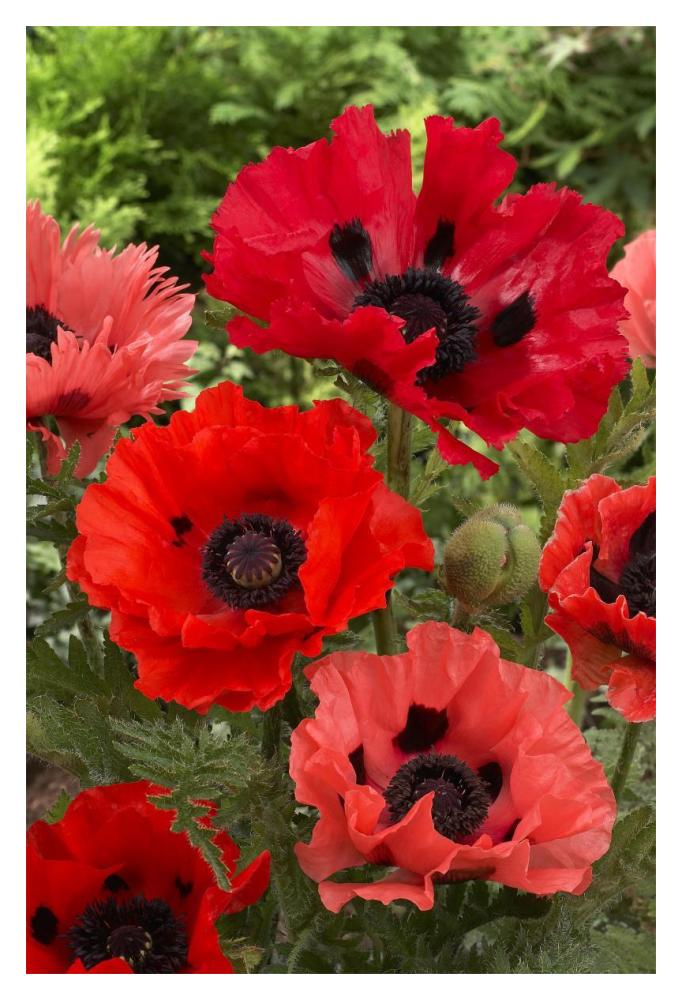Oriental Poppy flowers-Paper Art-14"x20"