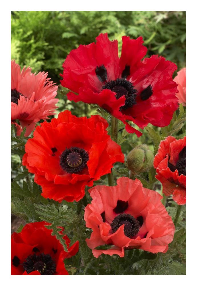 Oriental Poppy flowers-Paper Art-18"x26"