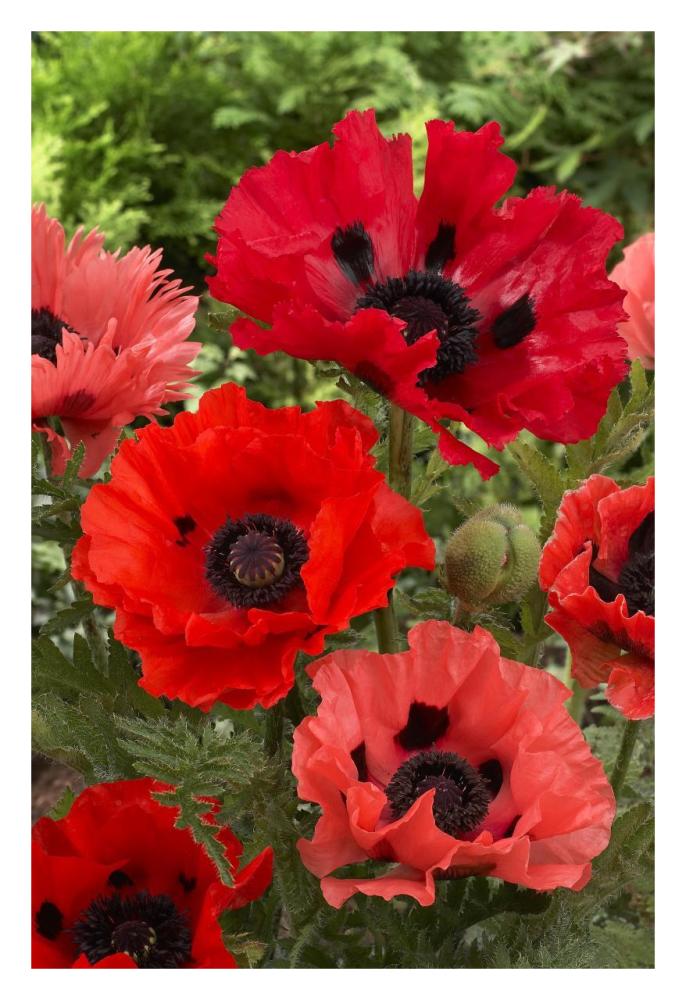 Oriental Poppy flowers-Paper Art-22"x32"