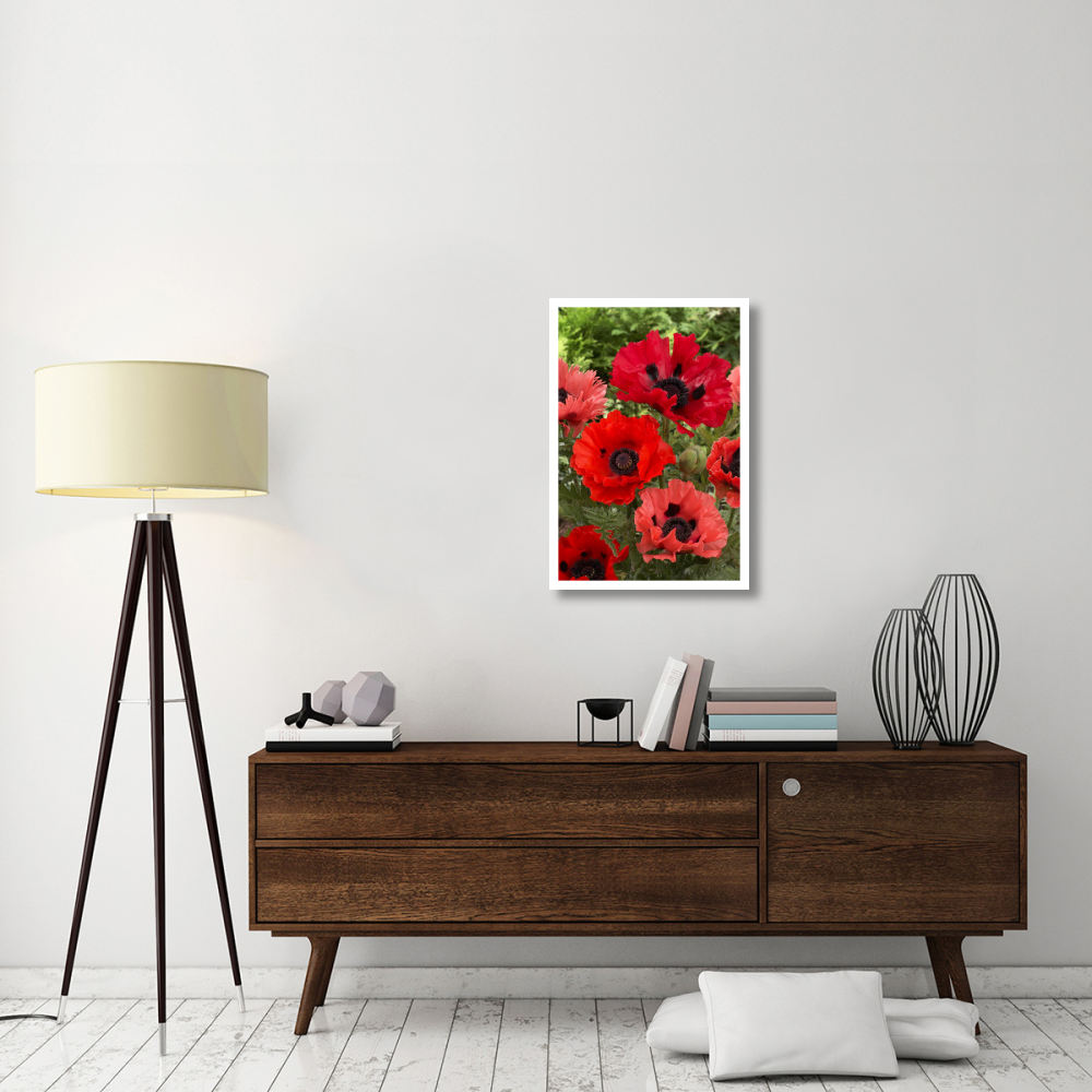 Oriental Poppy flowers-Paper Art-22&quotx32"