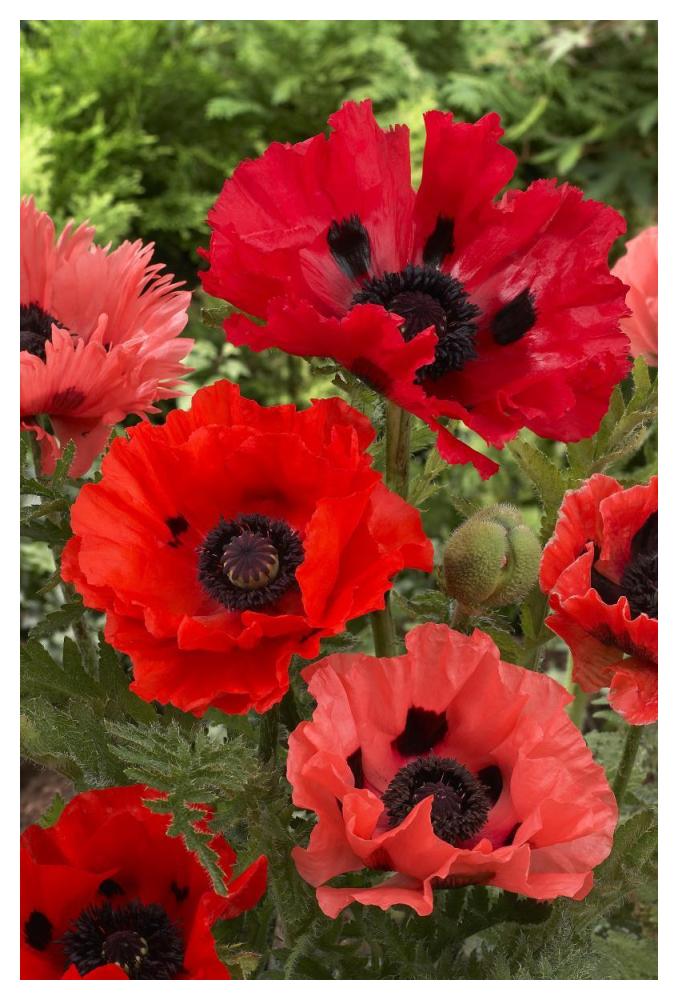 Oriental Poppy flowers-Paper Art-34"x50"