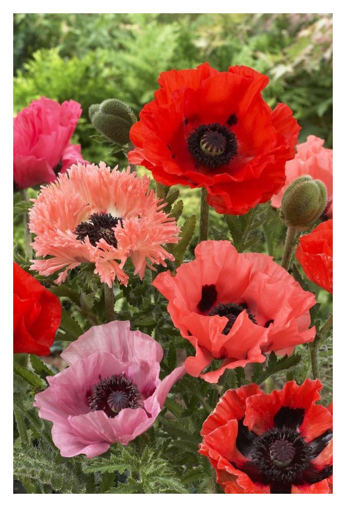 Oriental Poppy flowers-Paper Art-14"x20"