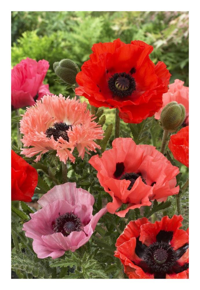 Oriental Poppy flowers-Paper Art-18"x26"