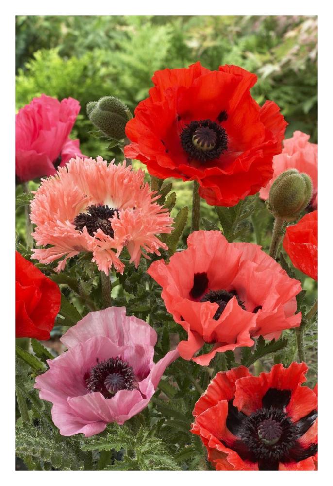 Oriental Poppy flowers-Paper Art-22"x32"