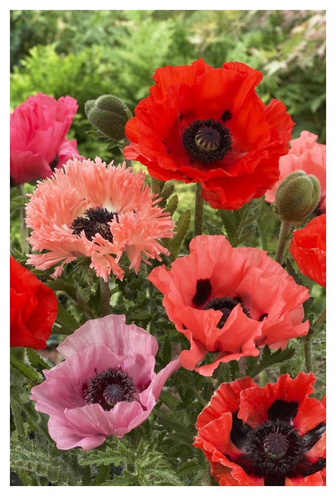 Oriental Poppy flowers-Paper Art-34"x50"