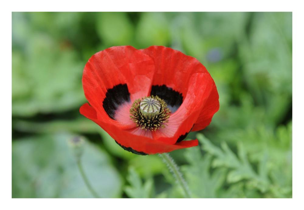 Ladybird Poppy flowers-Paper Art-26"x18"