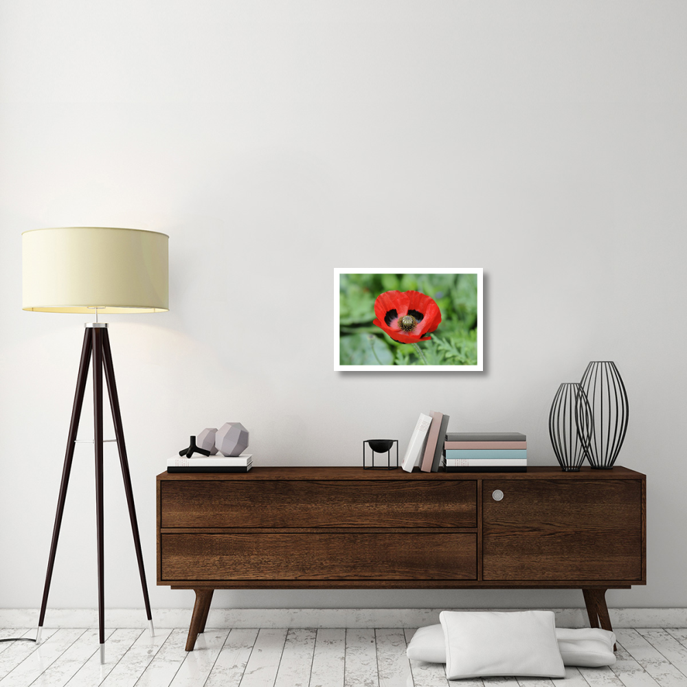 Ladybird Poppy flowers-Paper Art-26&quotx18"