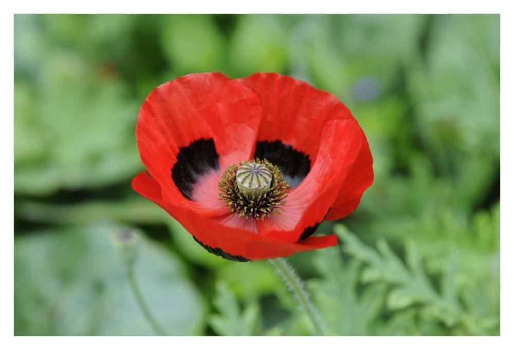 Ladybird Poppy flowers-Paper Art-38"x26"