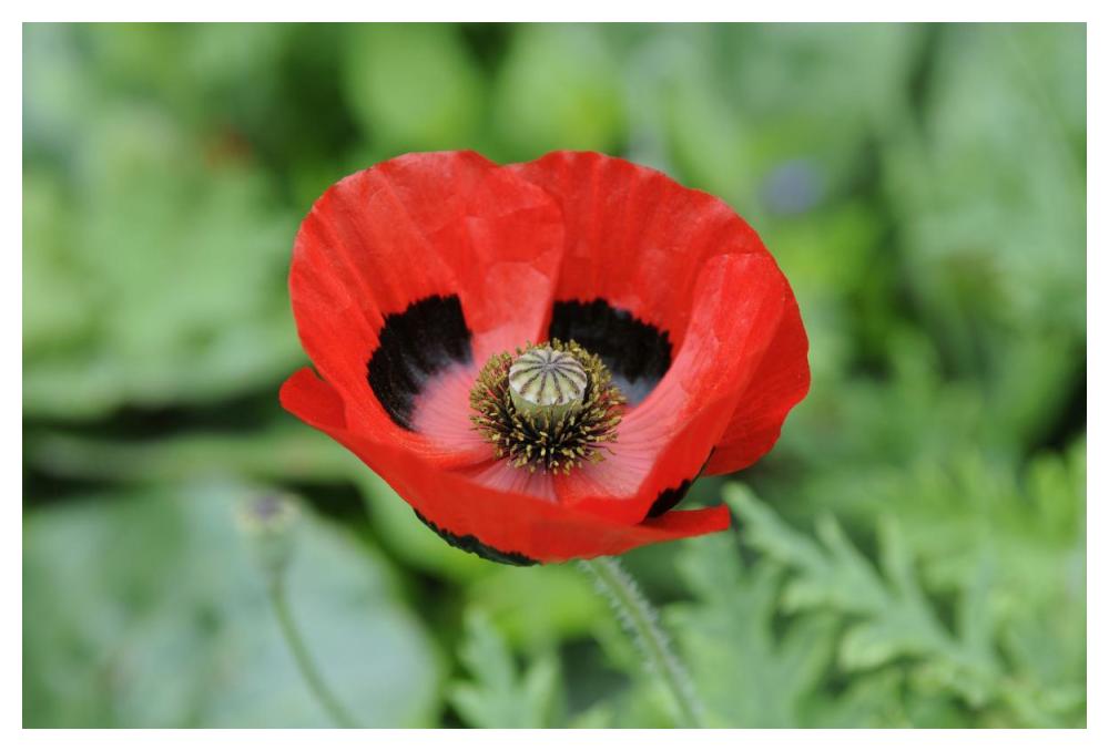 Ladybird Poppy flowers-Paper Art-50"x34"