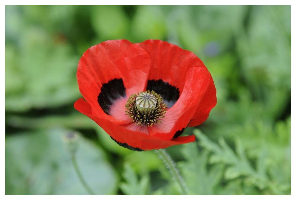 Ladybird Poppy flowers-Paper Art-62"x42"