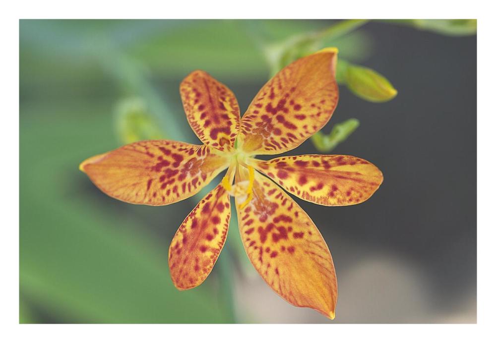 Blackberry Lily flower-Paper Art-26"x18"