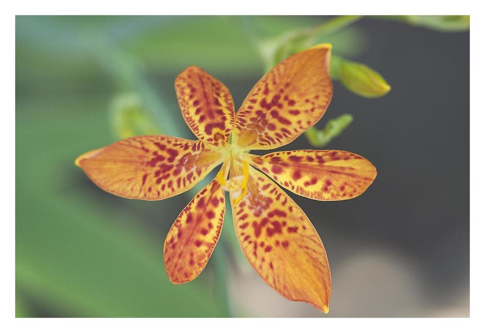 Blackberry Lily flower-Paper Art-32"x22"
