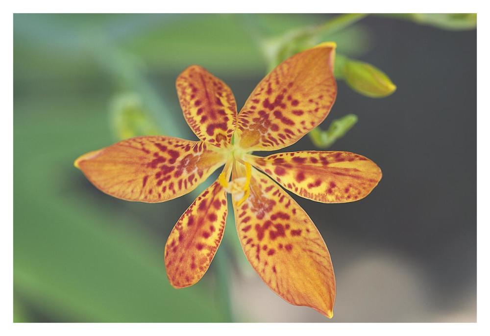 Blackberry Lily flower-Paper Art-38"x26"